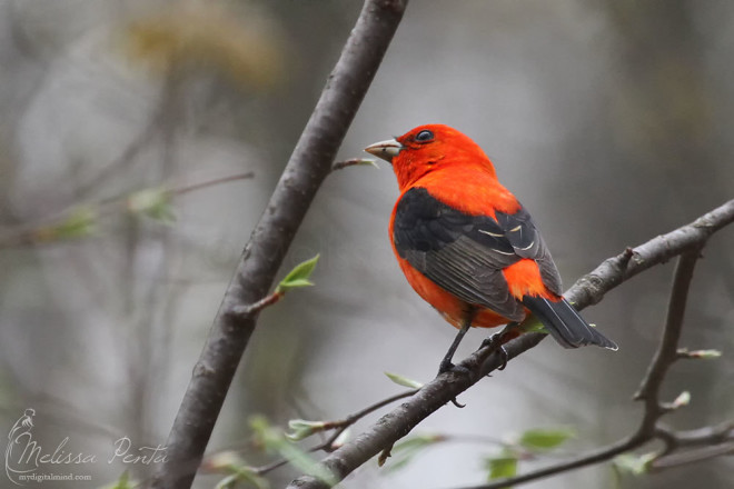 Scarlet Tanager