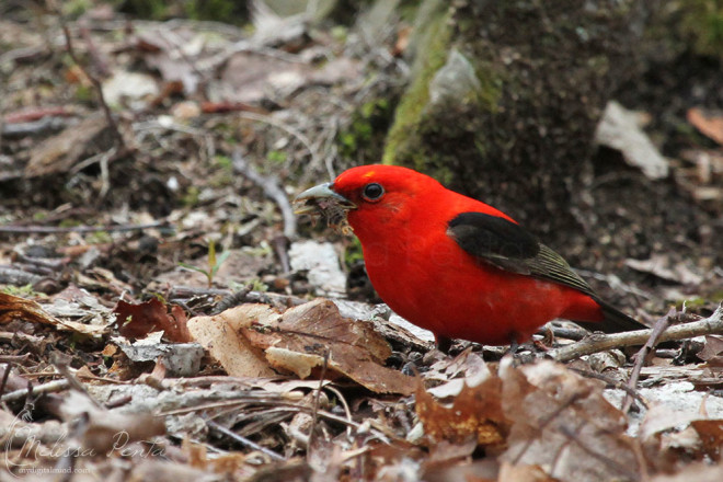 One of at least four Scarlet Tanager foraging on the ground