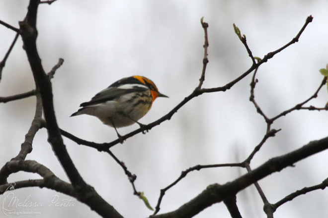 Blackburnian Warbler