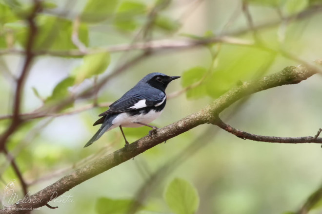 Black-throated Blue Warbler