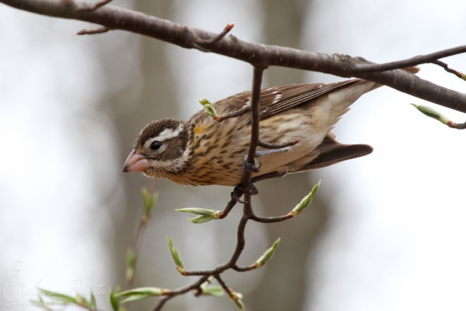 Rose-breasted Grosbeak