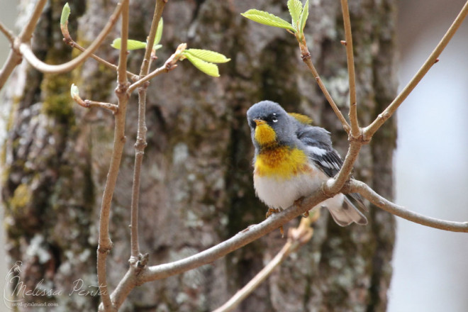 Northern Parula