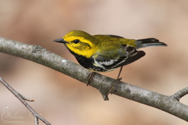 Black-throated Green Warbler