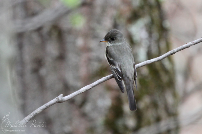 Eastern Wood-Pewee