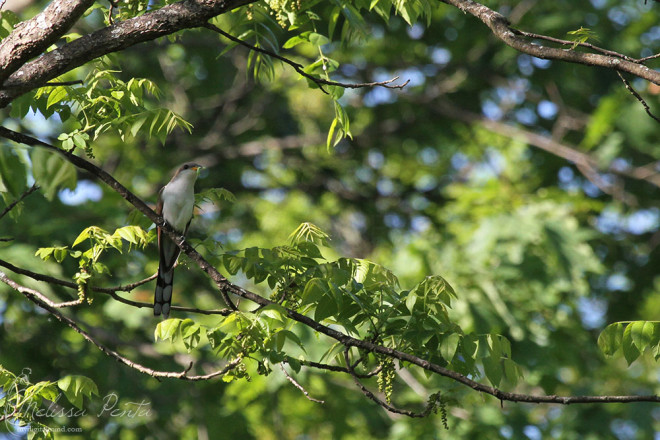 Yellow-billed Cuckoo