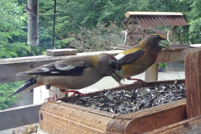 Evening Grosbeaks