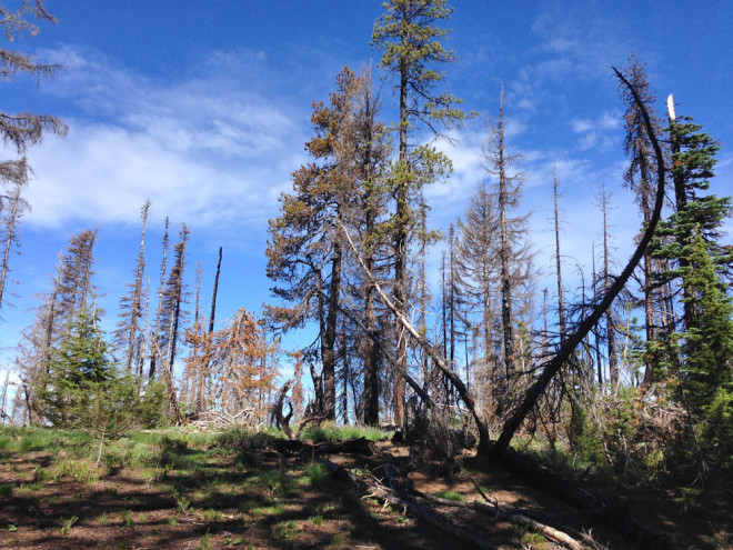 Cascade Creek Burn