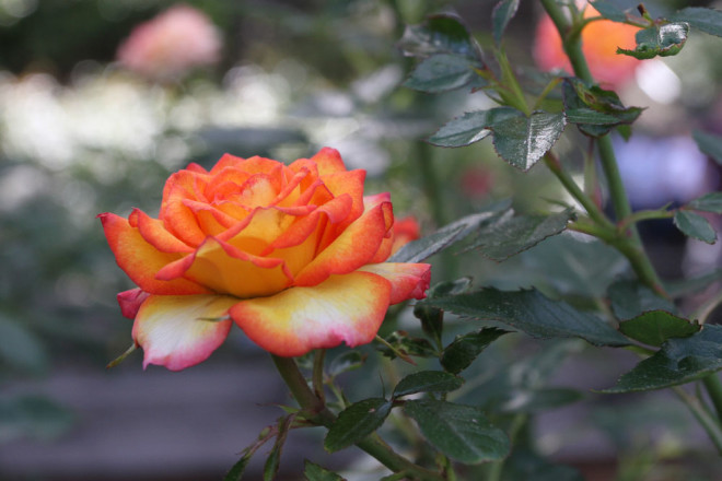 One of my favorite roses from the Rose Gardens.