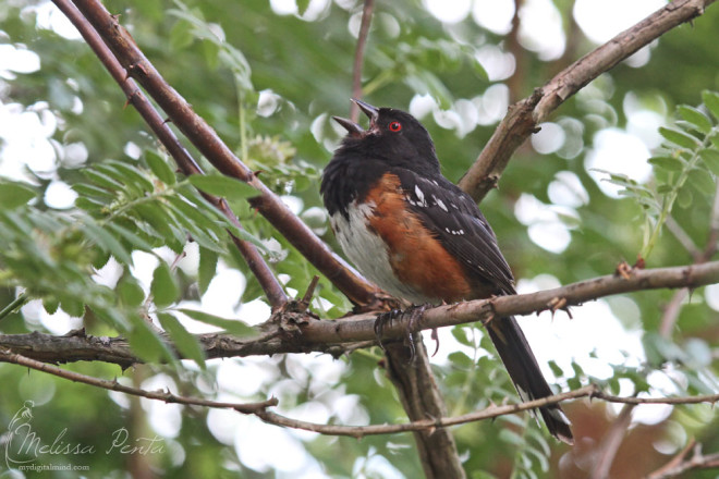 This Spotted Towhee continued to sing even as we were nearby.