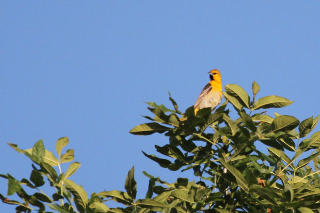 Bullock's Oriole