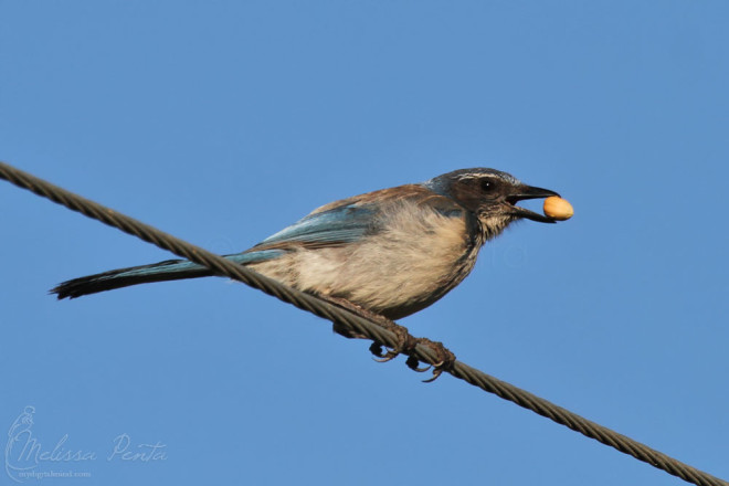 Western Scrub-Jay