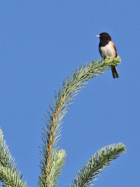 Dark-eyed Junco