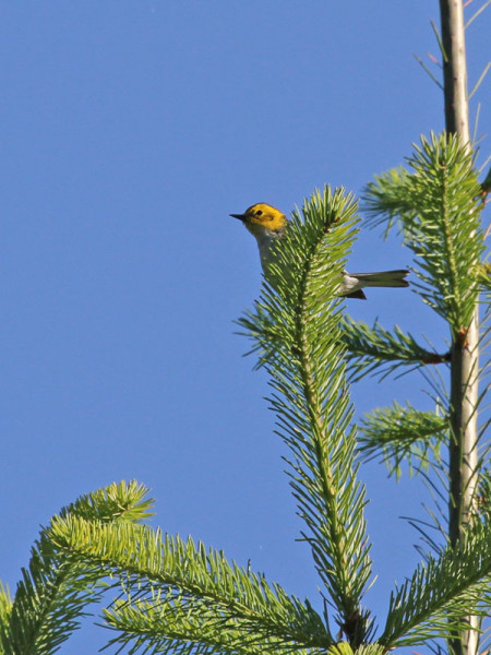 Hermit Warbler