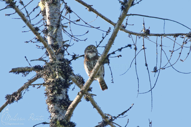 Northern Pygmy-Owl