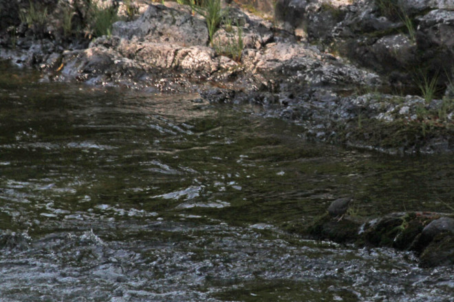 American Dipper