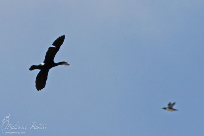 Pelagic Cormorant