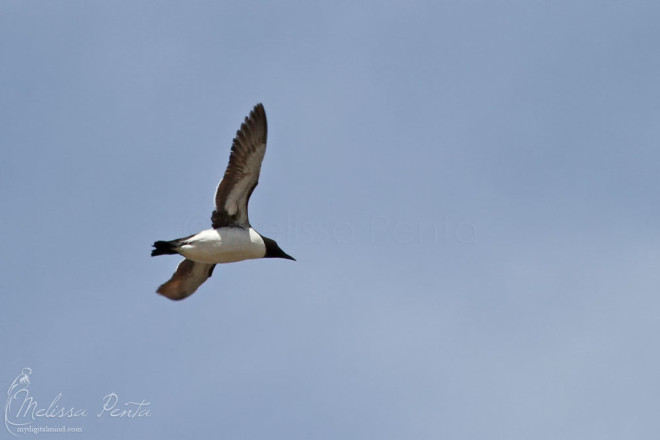 Common Murre