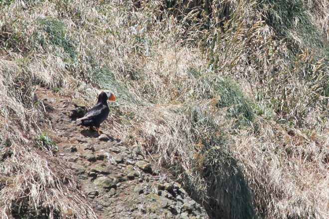 Tufted Puffin