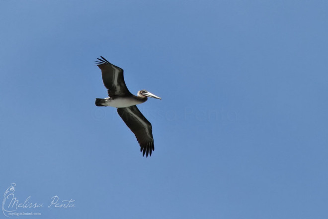 Brown Pelican