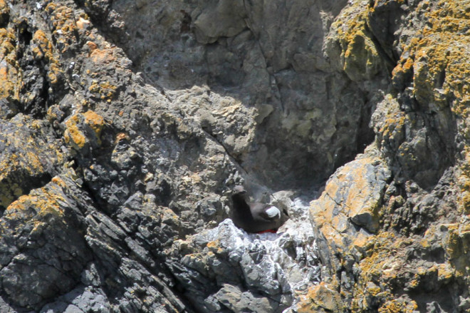 Pigeon Guillemot