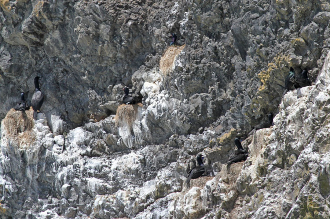 Brandt's Cormorants