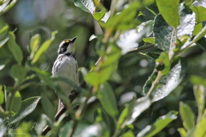 Black-throated Gray Warbler