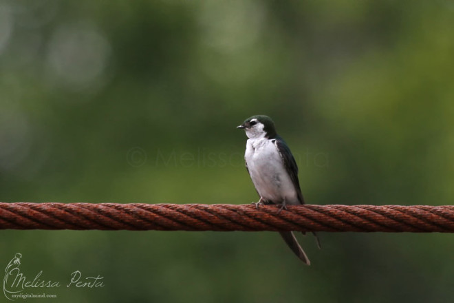 Violet-green Swallow from later on in the trip.