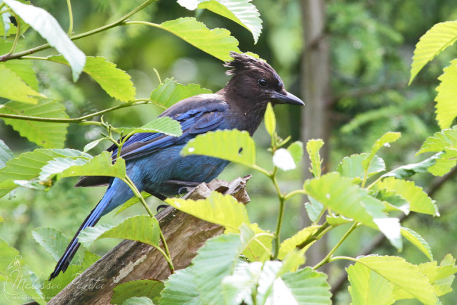 Steller's Jay