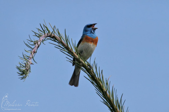 Lazuli Bunting