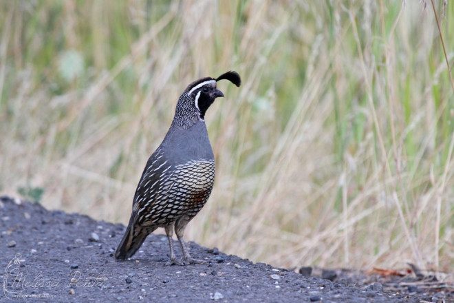 California Quail