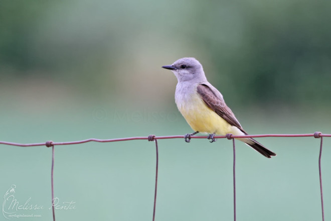 My lifer Western Kingbird on a wire.