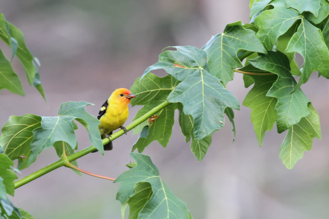 Western Tanager