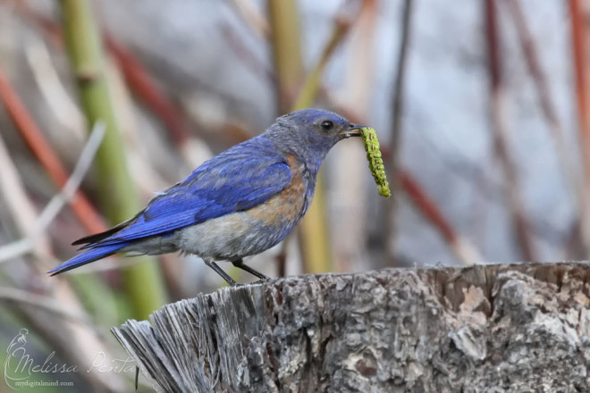 Western Bluebird