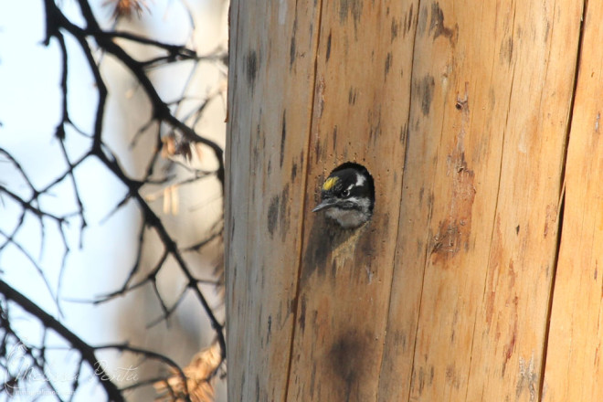 American Three-toed Woodpecker