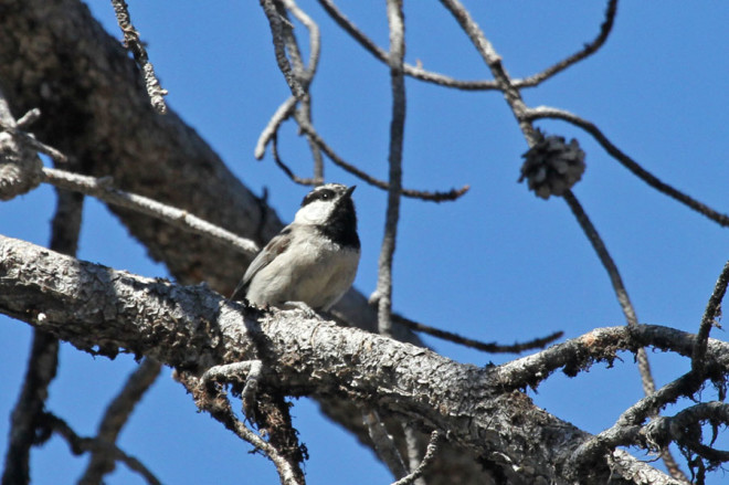 Mountain Chickadee