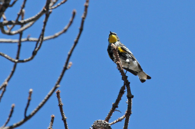 Audubon's Warbler