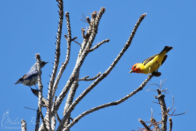 Western Tanager and Mountain Bluebird