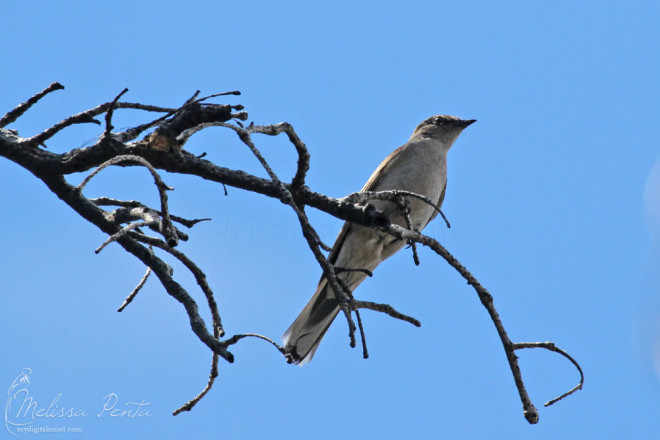 Townsend's Solitaire