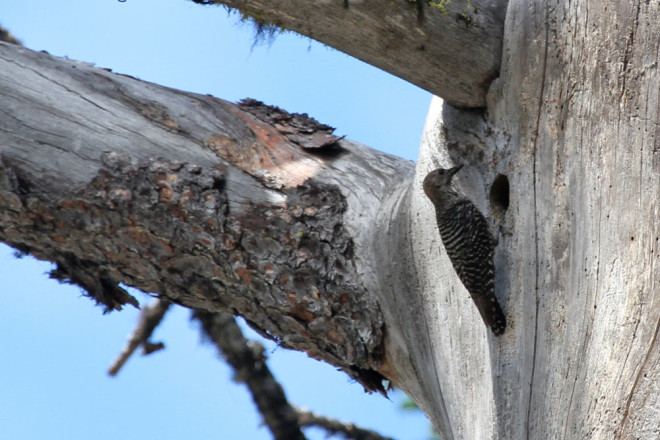 Williamson's Sapsucker