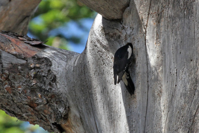 Williamson's Sapsucker