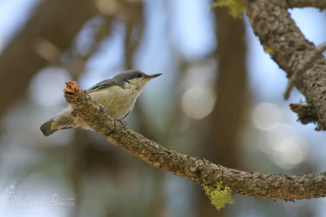 Pygmy Nuthatch