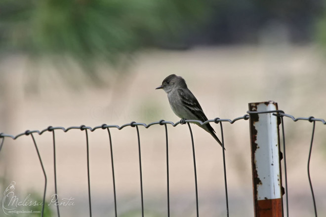 Western Wood-Peewee