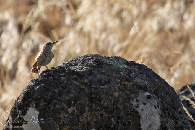 Rock Wren