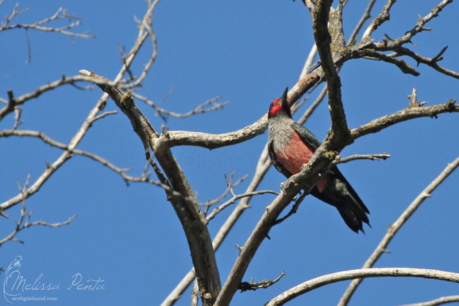 Lewis's Woodpecker