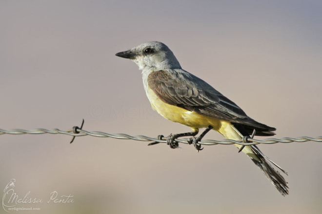 Western Kingbird