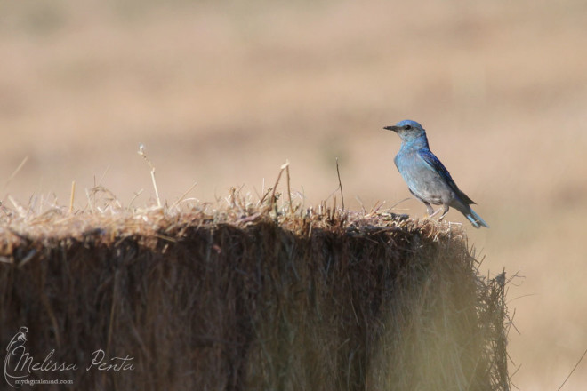 Mountain Bluebird