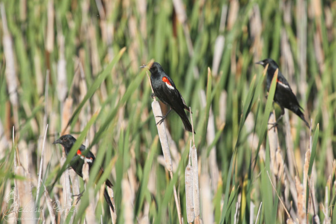 Tricolored Blackbirds