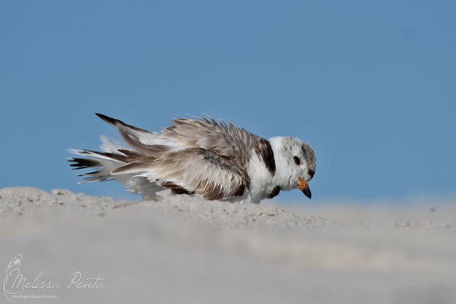 Shaking during preening