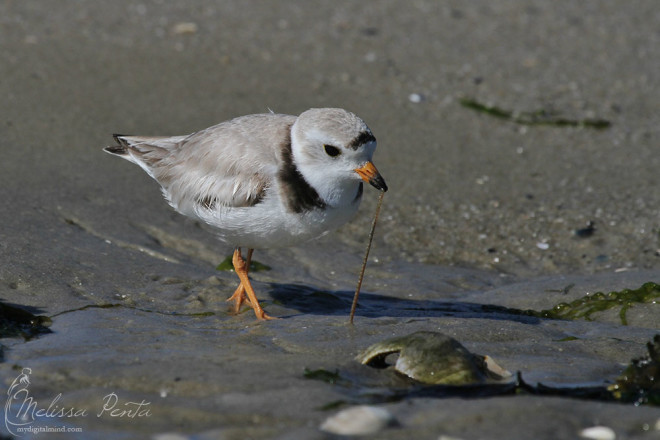 Piping Plover grabbing a meal