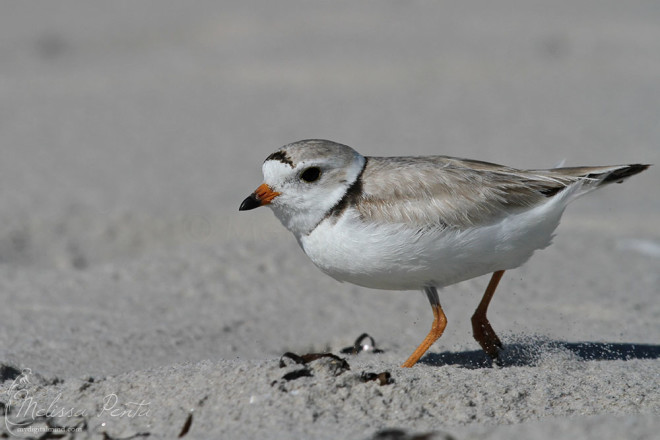 Running along the sand